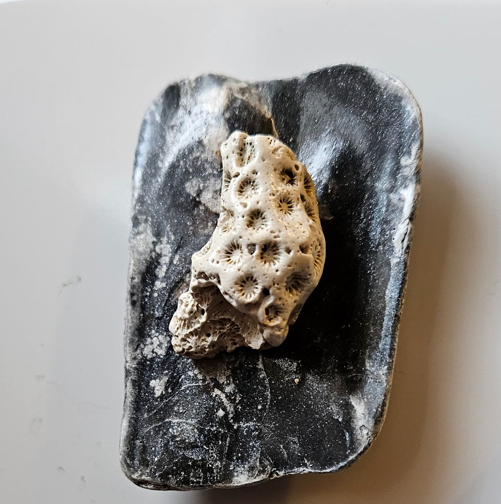 Thumbnail: Coral magnet