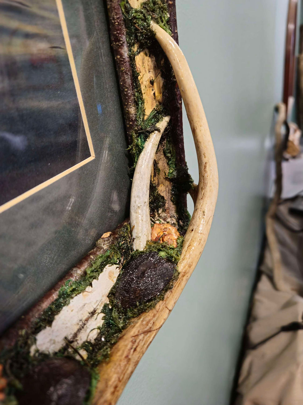Thumbnail: 11x14 Antler frame