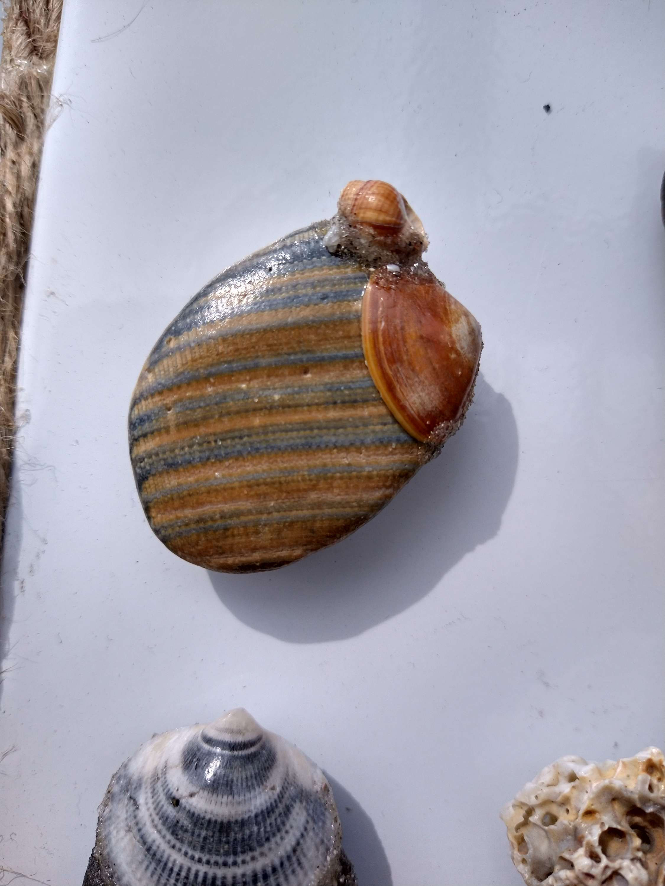 Smoothed shell magnet