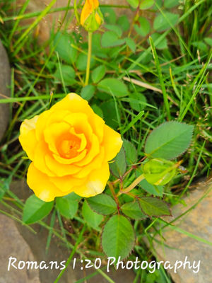 Tiny Roses