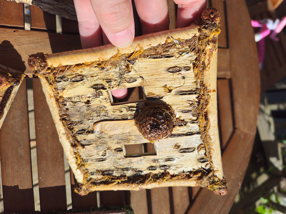 Thumbnail: Duplex yellow birch