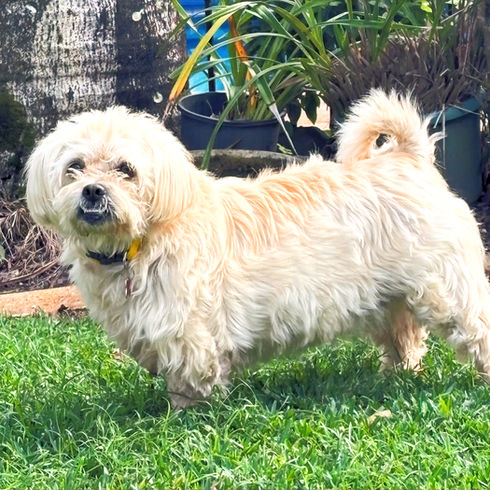 Poppy, a white Maltese X standing on grass