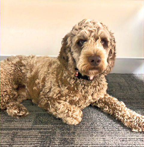 Mia, a chocolate poodle cross lies on a mat