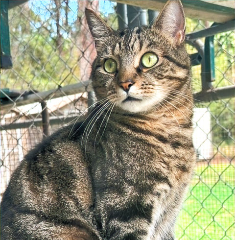 Lexus, a tabby cat sitting in an outdoor cat enclosure.