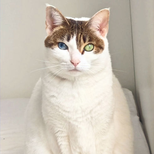 Tina, a white with brown markings on her face and tail, sitting