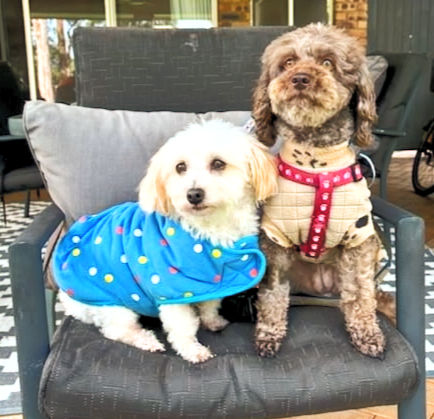 A white dog lying down and a brown poodle cross sitting on a chair