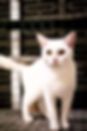 Rescue white cat