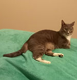 Karlo, a grey cat who's owner sponsors Loki
