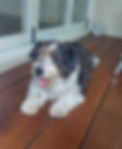 Rescue terrier