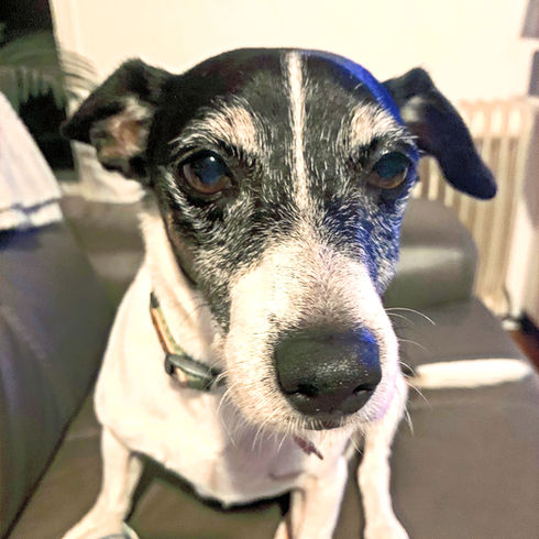 Gerry, a white terrier with a black face sitting on a leather sofa