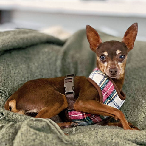 Rescue prague ratter