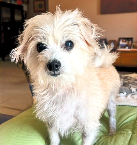 Mr Ted, a small white dog standing on a pale green cushion