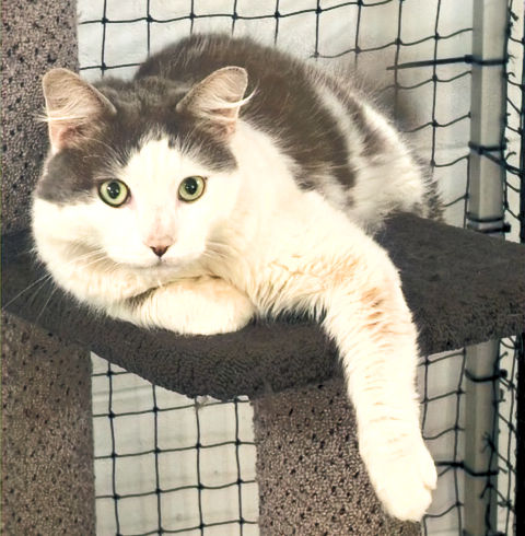 Mr Pickles, a grey and white cat lying on a shelf