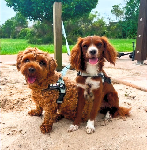 Winne and Eddie, brown dogs sitting outside
