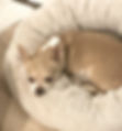 Rescue chihuahua