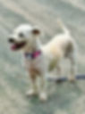 Rescue terrier