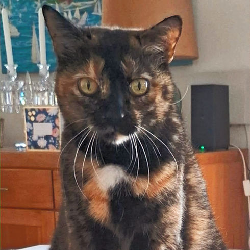 Rescue torti cat