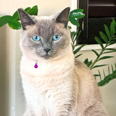 Pepper, a white and grey cat sitting