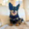 Rescue chihuahua