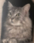 Loki, a sponsored longhaired grey cat