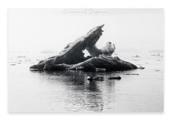 GROENLAND 2025-00136