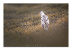 GROENLAND 2025-00111