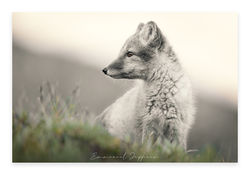 GROENLAND 2025-00113