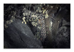_85A1681-Avec-accentuation-Bruit-Modifier-Modifier-Modifier-2