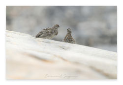 GROENLAND 2025-00128