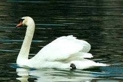 image.SwanLake