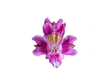 Sublimación tazas (12 x 9 cm).png