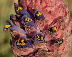 30311012735_6fec053095_b