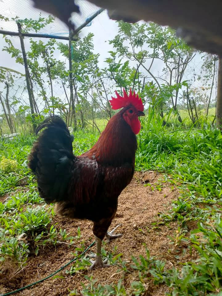 Thumbnail: Organic Chicken