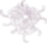 Flower Outline