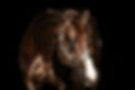 EC0A0338HIGHRESOLUTION.jpg