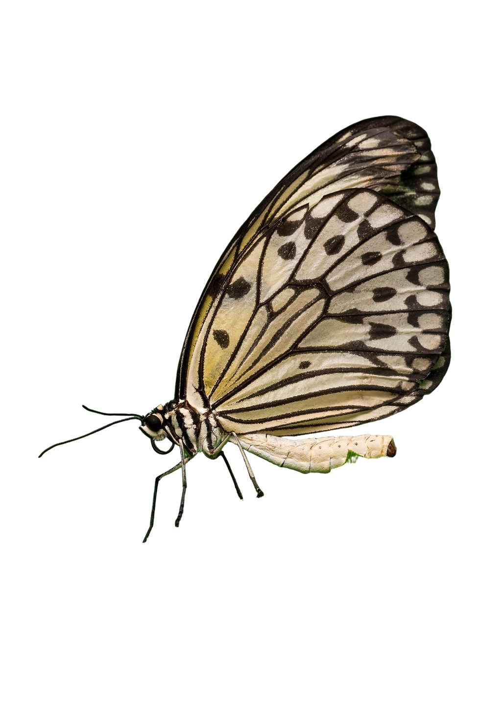 butterfly-sitting-leaf-with-foliage-background.png