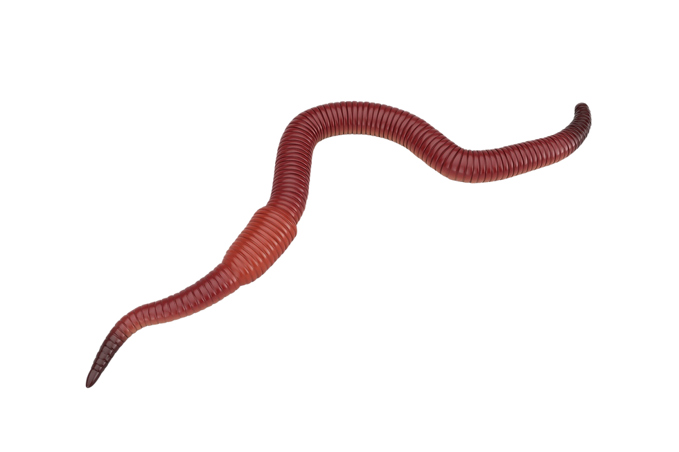 red-dendrobena-rain-earth-worm-white-background-3d-rendering.png