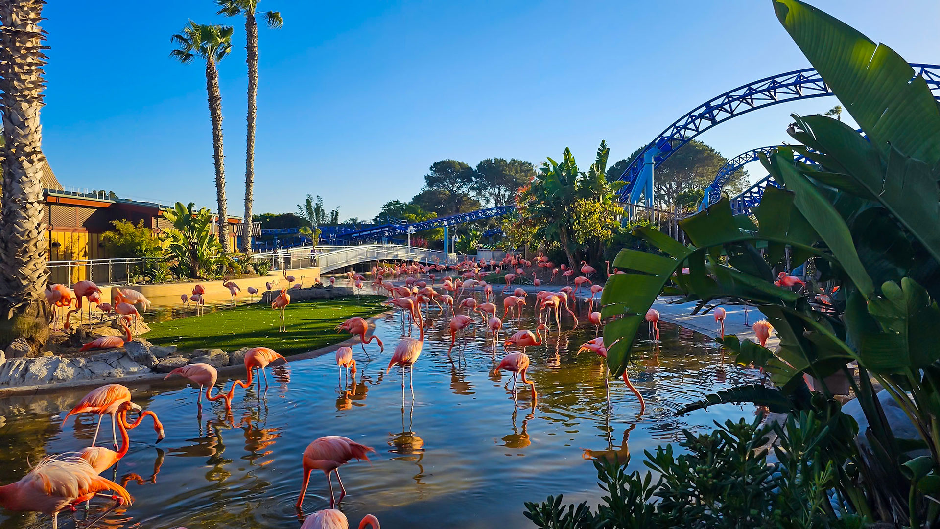 Flamingos no SeaWorld San Diego