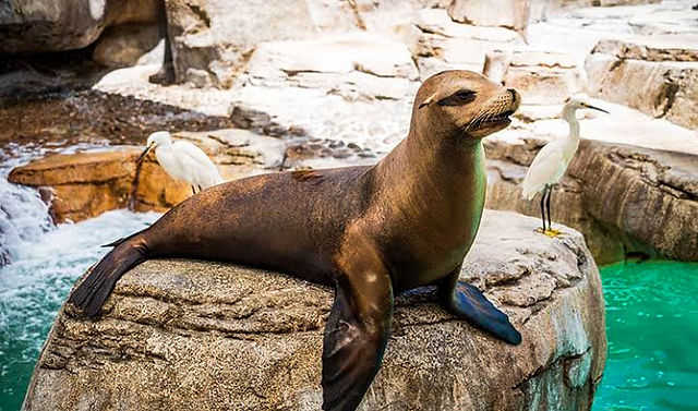 Sea Lion Point no SeaWorld San Diego