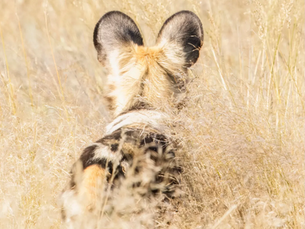 South Africa:Tswalu