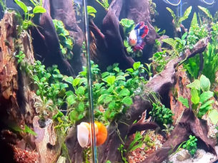 My plants are dying!!!