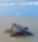 SeaTurtle