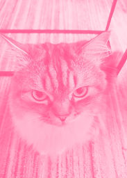 Foto do Gato Zeca. Funcionário da Audio Monkey.