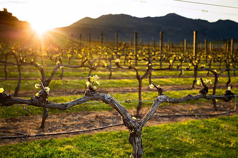 Gibbston Vineyard