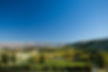 Burn Cottage Vineyard