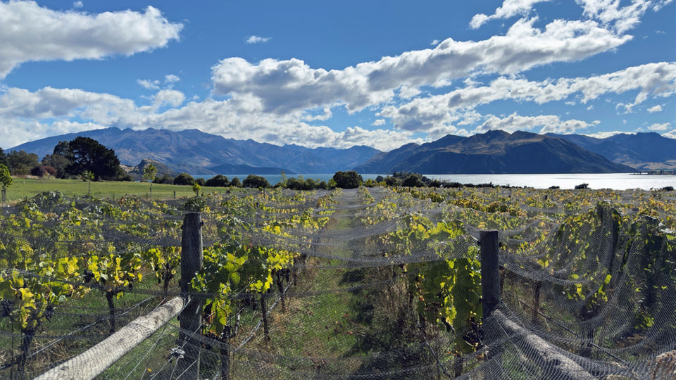 Vineyard walks Scenery wine tours Wanaka with latitude 45