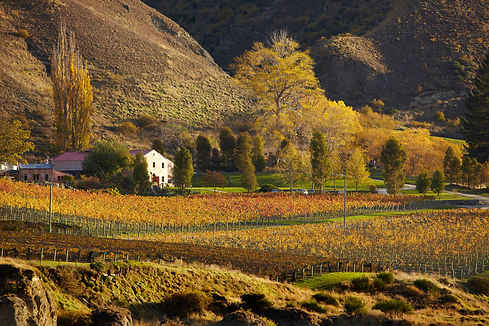 169785-chard-farm-winery-in-autumn.jpg
