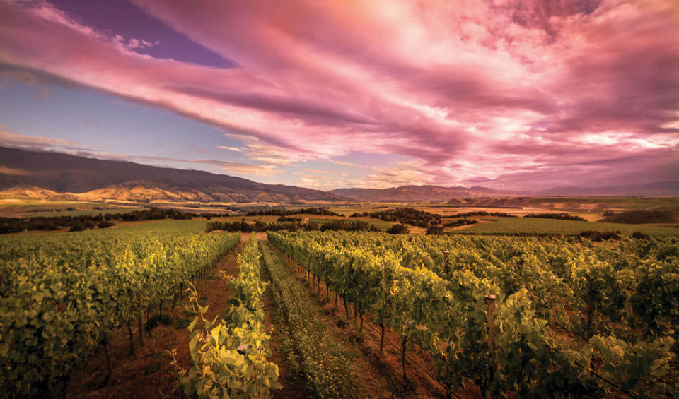 Sunset over Central Otago vineyard