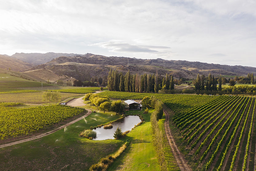 CBV - VINEYARD - CENTRAL - NORTHBURN (7).jpg