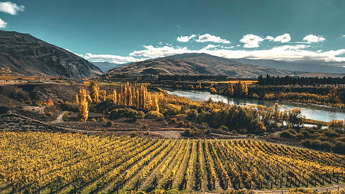 Bannockburn vineyards.jpg